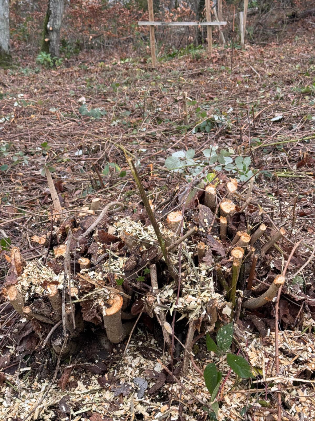 taille haie Luxembourg